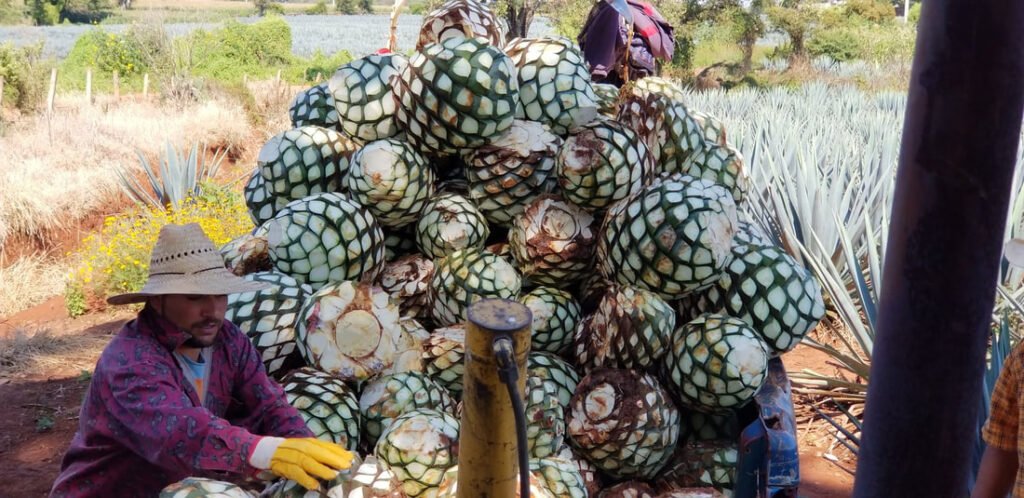 A large pile of harvested agave piñas with two individuals, one sitting in front wearing a straw hat and gloves, and another standing behind. The background features a field of agave plants.